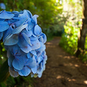 Levada walks